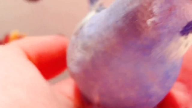 ?Златолицая Кобальт Опалин, 2Ф Чистокрылая; Ручная Девочка? смотреть онлайн