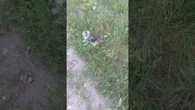 Мейн-Кун Маркиза на прогулке смотреть онлайн