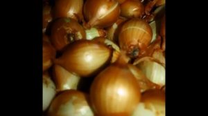 Уникальные сорта лука и чеснока. Рокамболь