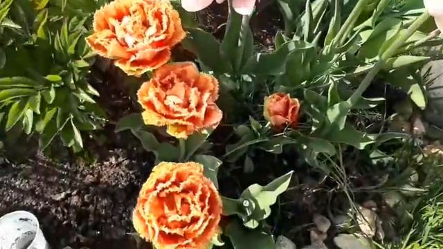 Обзор цветения Луковичных сорта тюльпанов и нарцисовот 2019 г. Часть 2. Весна 2020! смотреть онлайн