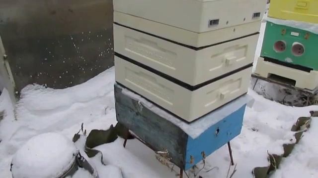 разная методика зимовки пчел - зимовка пчел на воле, на рутовском корпусе c фанерой вместо дна смотреть онлайн