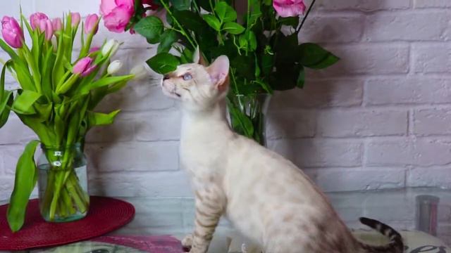СВОБОДЕН/AVAILABLE bengal male ROMEO Murbenmir смотреть онлайн