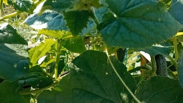 огурец маша смотреть онлайн