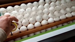 Инкубатор Норма парка. Лайфхак 😜