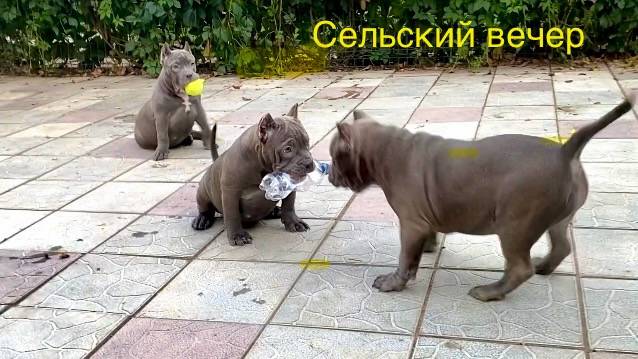 Вечерело... смотреть онлайн