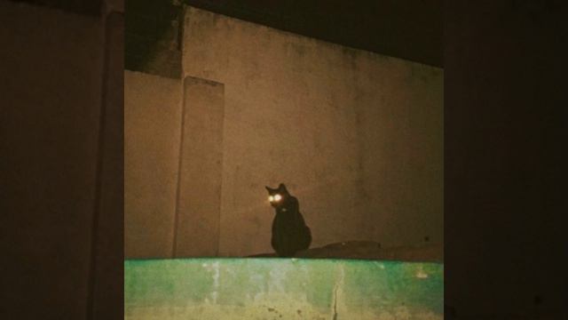 Little Kitty On A Roof