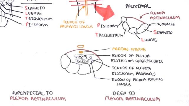 Clinical Anatomy - Hand, Wrist (palmar aspect/flexors) смотреть онлайн