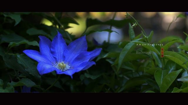 TEST #3 Blackmagic Video Assist 4K & Micro Studio Camera 4K смотреть онлайн