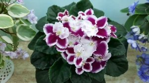 Видео обзоры промышленных сортов фиалок и не только. Их "+"и"-". Февраль 2023г.