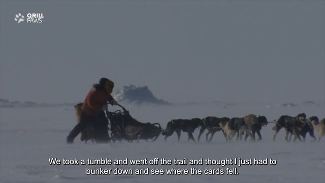 Watch BRENT SASS win the Iditarod 2022 // Highlight | DAY 10 | QRILL PAWS смотреть онлайн