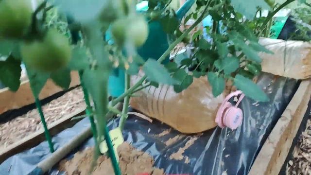 Обзор моей теплицы 21.07.2023/ Семена Партнер. Огород без полива. Ленивый огород! Огород в пленке! смотреть онлайн