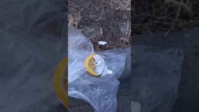 полировка фары с помощью лимона и соды часть 1 смотреть онлайн