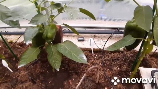 Сладкий перец в условиях Подмосковья.Урожайные и неприхотливые сорта и гибриды. смотреть онлайн