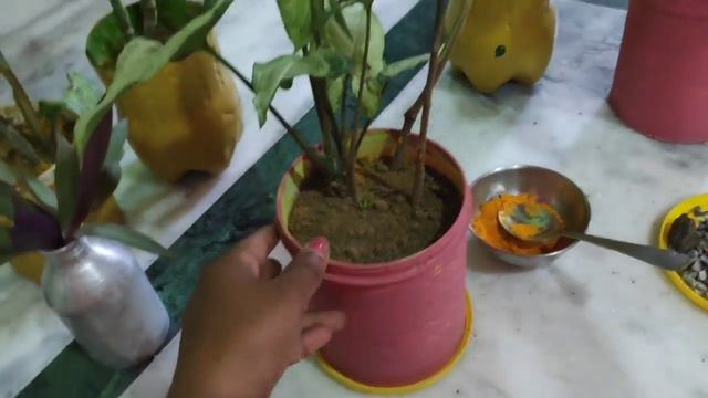How to take care of those plants || part 2 смотреть онлайн