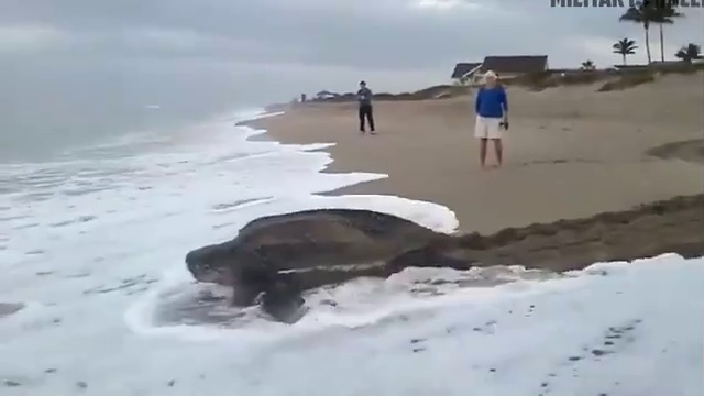 Гигантская морская черепаха размером с человека смотреть онлайн