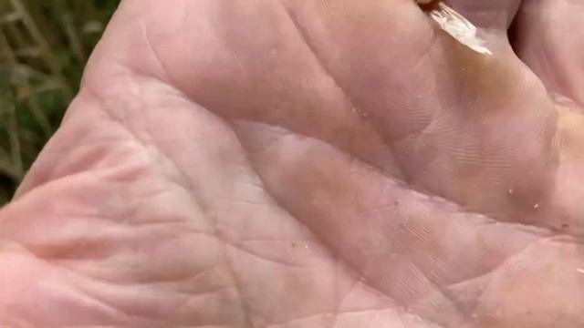 Наша озимая пшеница перед уборкой смотреть онлайн