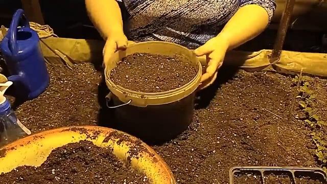 Имбирь (Zingiber) - посадка смотреть онлайн