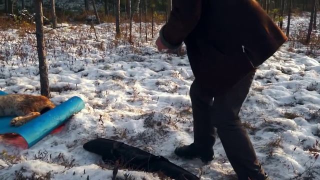 GPS-ошейник для рыси. Lynx. GPS-tracking Collars. смотреть онлайн