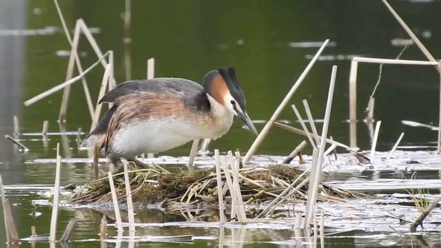 Чомга усаживается на гнездо смотреть онлайн