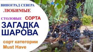 Виноград Загадка Шарова в северном Подмосковье или виноград категории Must Have для северян.