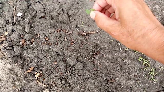 Взошли Многолетние Цветы сорта ЛИХНИС!!! Красавцы !!!??? Сеяла на Рассаду в Открытом Грунте 19.5.2 смотреть онлайн