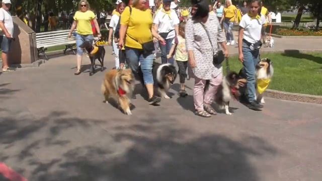День города Омска. 06.08.22. Кинологическая площадка смотреть онлайн