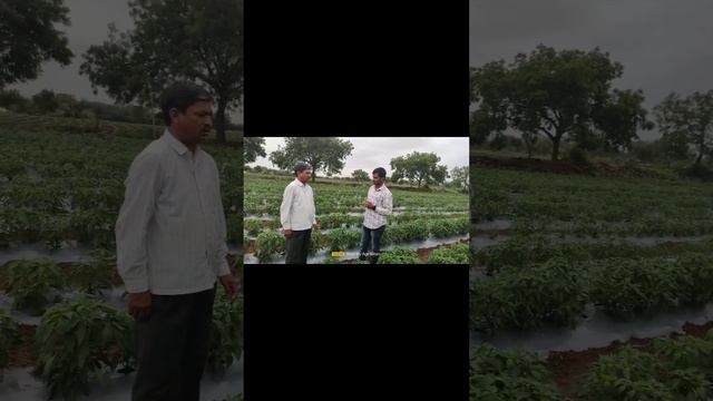 Zetol 11:44:11 #fertis #farming #शेतकरी #beed #farmersmeeting #latestnews #शेतकरी#nagarjuna смотреть онлайн