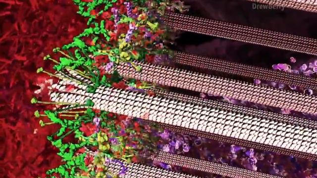 Kinetochore And Mitosis