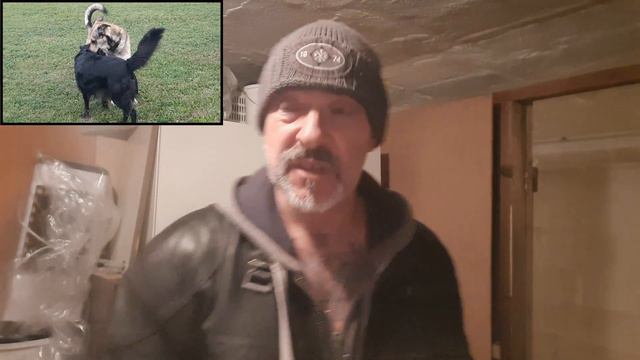 Rumänischer Banditenhund - "VITO" - Unsere Hunde смотреть онлайн