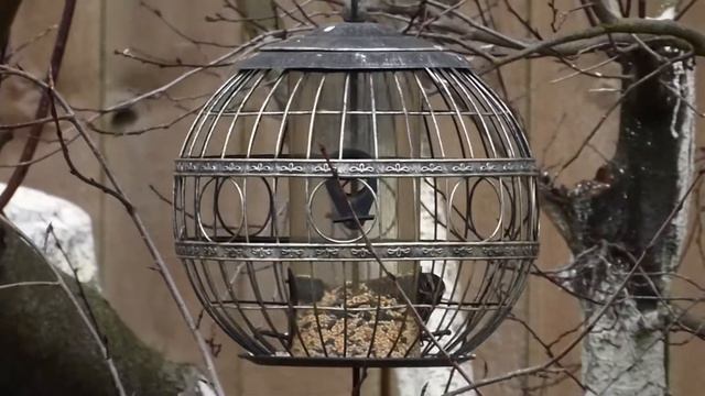 что происходит в саду зимой