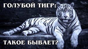 МАЛЬТИЙСКИЙ ТИГР: Китайские тигры с редкой генетической мутацией | Интересные факты про тигров