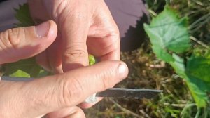 Нож для прививок своими руками