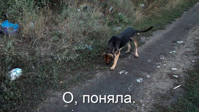 Встретили маму щенка. Брошенный котёнок. Двадцать девятый день. смотреть онлайн