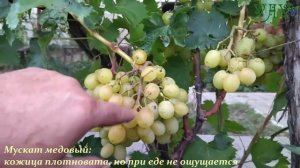 Мускат медовый.