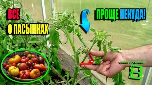 КАК ПАСЫНКОВАТЬ ПОМИДОРЫ? КАК ФОРМИРОВАТЬ ТОМАТЫ? ПАСЫНКОВАНИЕ ТОМАТОВ. ЭКО-САД ВЫХОДНОГО ДНЯ 23-19