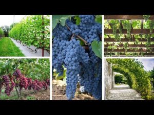 55 шпалер для винограда, которые станут украшением сада и двора