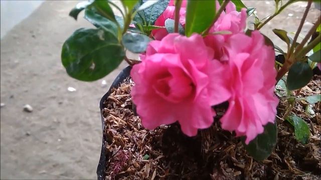 Wonderful Pink Flower - New Collection In My Garden 2018 смотреть онлайн