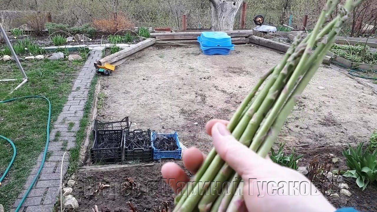 Спаржа - Зеленые ВИТАМИНЫ с Грядки нашего огорода. Первая ЗЕЛЕНЬ открытого грунта – СПАРЖА смотреть онлайн