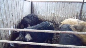 Венгерская мангалица (вопросы новичка)