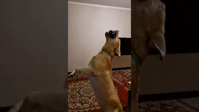 Собака и мяч🥰  #животные #милота #лабрадор #собаки #юмор #собака