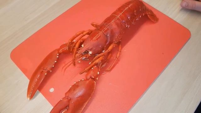 Смешные Собачки и Котики