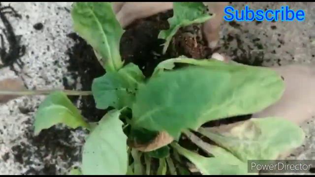 How to save a dying gerbera plants in tamil / gerbera plant repotting / reviving my gerbera plant смотреть онлайн