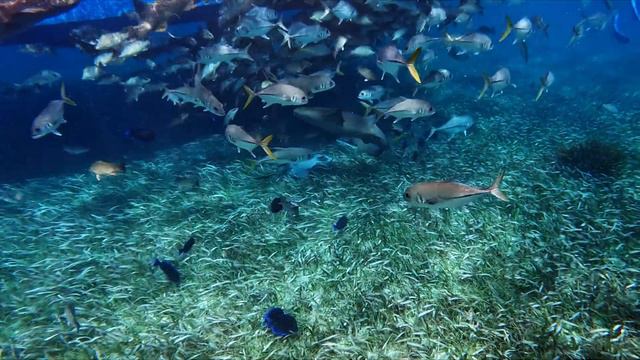 Belize Snorkeling with GoPro Hero 10 смотреть онлайн