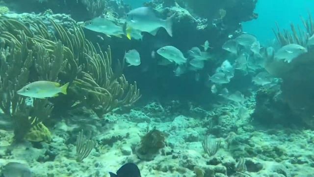 Cayo Coco snorkeling смотреть онлайн