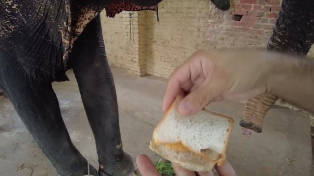 Джайпурский синдром(часть 2) Как рыбы в воде, а голова каменная. Нашел слона!!! смотреть онлайн