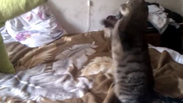 Юный боксер смотреть онлайн