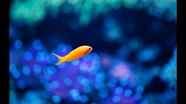 Приколы с котами с ОЗВУЧКОЙ – СМЕШНЫЕ коты и кошки 2022 смешное видео, приколы, смотреть онлайн смотреть онлайн