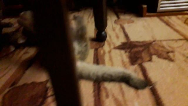 БЕНГАЛЬСКАЯ КОШКА БЬЕТ ДАЛЬНЕВОСТОЧНОГО КОТА НАФАНЮ смотреть онлайн