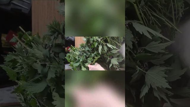 СОБИРАТЬ ЛЕКАРСТВЕННЫЕ ТРАВЫ ПРОСТО! Наглядно покажу, как это сделать! смотреть онлайн