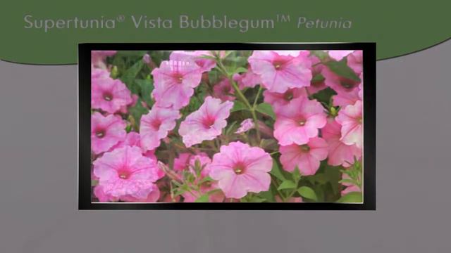 Proven Winners® Gardener Channel: Proven Winners® Supertunias® смотреть онлайн